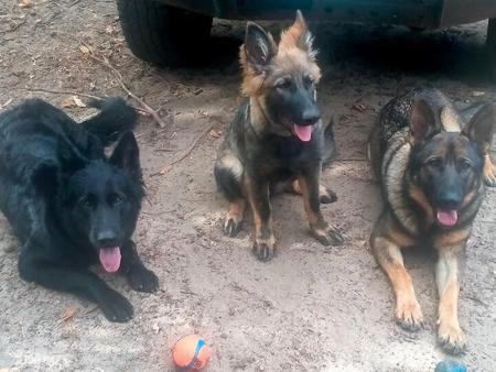 German Shepherd Dog (Long Stock Coat) for sale by CHLOELLE