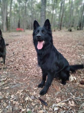 German Shepherd Dog (Long Stock Coat) for sale by CHLOELLE