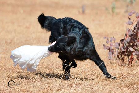 German Shepherd Dog (Long Stock Coat) for sale by CHLOELLE