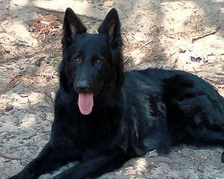 German Shepherd Dog (Long Stock Coat) for sale by CHLOELLE