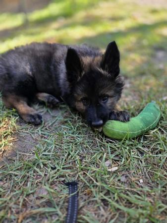 German Shepherd Dog (Long Stock Coat) puppy for sale by CHLOELLE