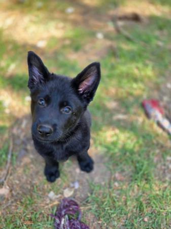 German Shepherd Dog puppy for sale by CHLOELLE