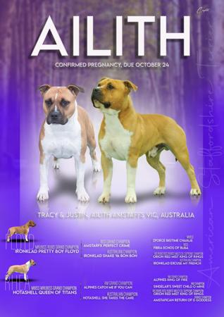 American Staffordshire Terrier for sale by JURCH
