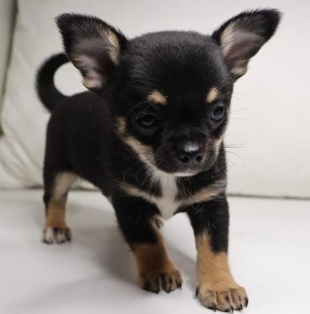 Chihuahua (Smooth Coat) for sale by DESENEL