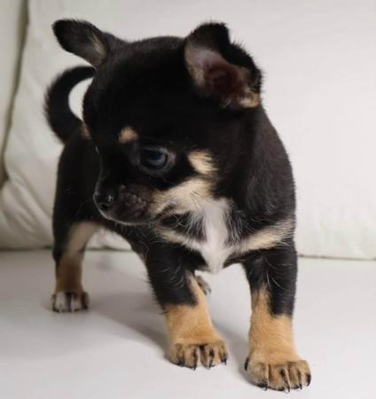 Chihuahua (Smooth Coat) for sale by DESENEL