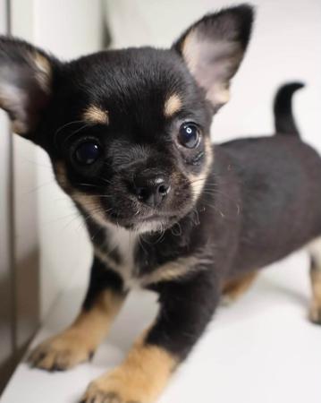 Chihuahua (Smooth Coat) for sale by DESENEL