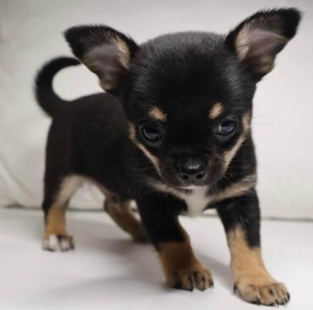 Chihuahua (Smooth Coat) for sale by DESENEL