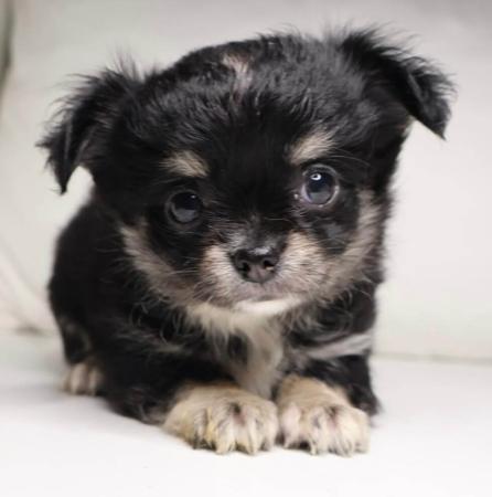 Chihuahua (Long Coat) for sale by DESENEL