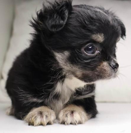 Chihuahua (Long Coat) for sale by DESENEL