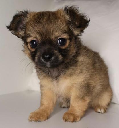 Chihuahua (Long Coat) for sale by DESENEL