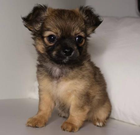 Chihuahua (Long Coat) for sale by DESENEL