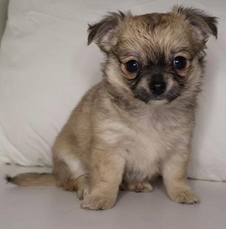 Chihuahua (Long Coat) for sale by DESENEL