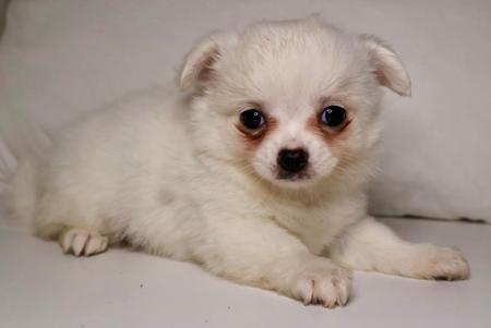 Chihuahua (Long Coat) for sale by DESENEL