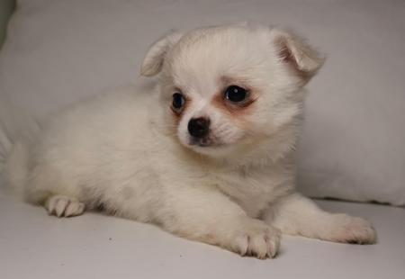 Chihuahua (Long Coat) for sale by DESENEL