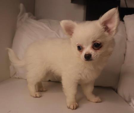 Chihuahua (Long Coat) puppy for sale by DESENEL