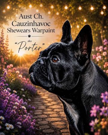 Aust Ch Cauzinhavoc Shewears War Paint French Bulldog