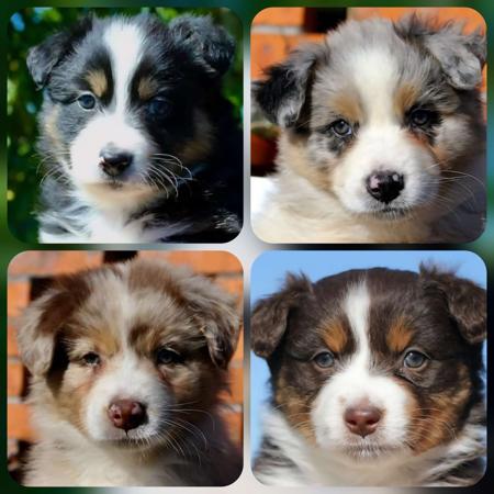 Australian Shepherd puppy for sale by TOUJOUR