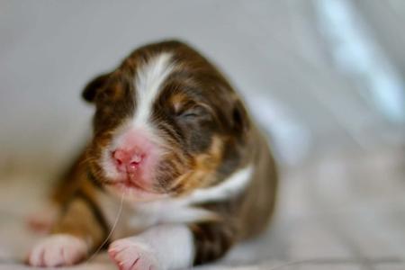 Australian Shepherd puppy for sale by TOUJOUR