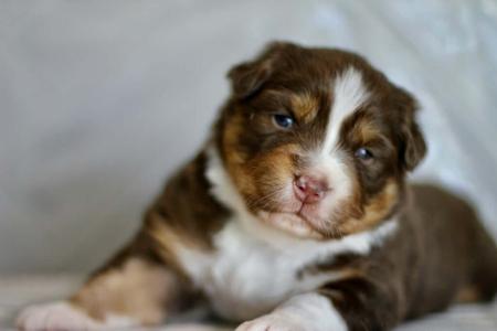Australian Shepherd puppy for sale by TOUJOUR