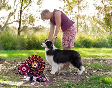Aust Ch Tullaview Turns Me On Border Collie