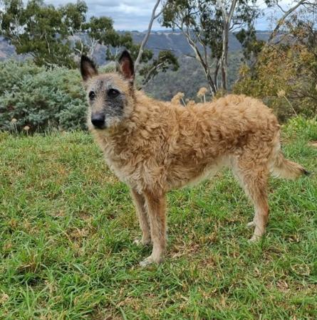 Belgian Shepherd Dog (Laekenois) for sale by ENTRUST