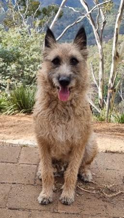 Belgian Shepherd Dog (Laekenois) for sale by ENTRUST