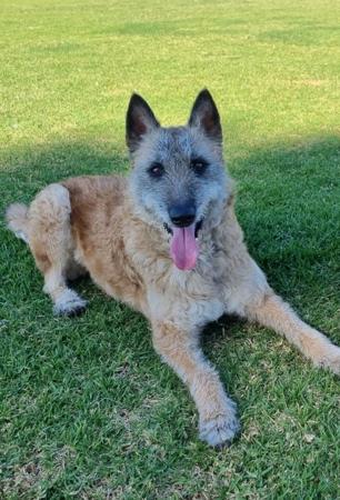 Belgian Shepherd Dog (Laekenois) for sale by ENTRUST