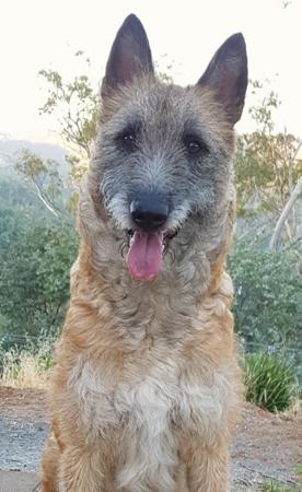 Belgian Shepherd Dog (Laekenois) for sale by ENTRUST