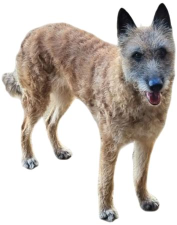 Belgian Shepherd Dog (Laekenois) for sale by ENTRUST