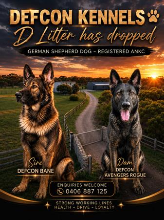 German Shepherd Dog puppy for sale by DEFCONKENNELS
