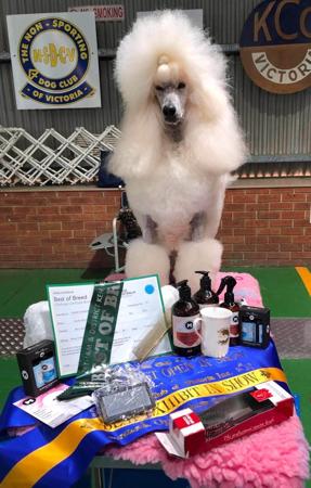 Poodle (Standard) for sale by EVERSHNE