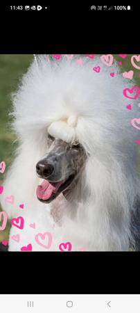 Poodle (Standard) for sale by EVERSHNE