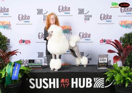 Poodle (Standard) for sale by EVERSHNE