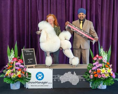 Poodle (Standard) for sale by EVERSHNE