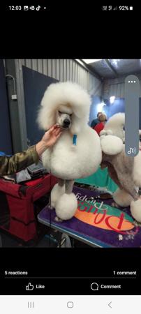 Poodle (Standard) for sale by EVERSHNE