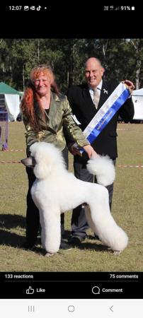 Poodle (Standard) for sale by EVERSHNE