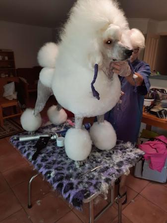 Poodle (Standard) for sale by EVERSHNE