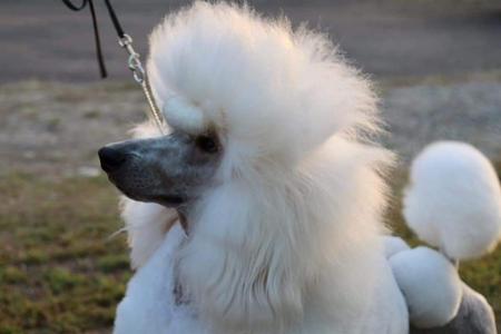 Poodle (Standard) for sale by EVERSHNE