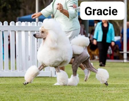 Poodle (Standard) for sale by JANEBOEHM