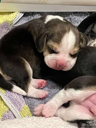 Beagle puppy for sale by NICKI1