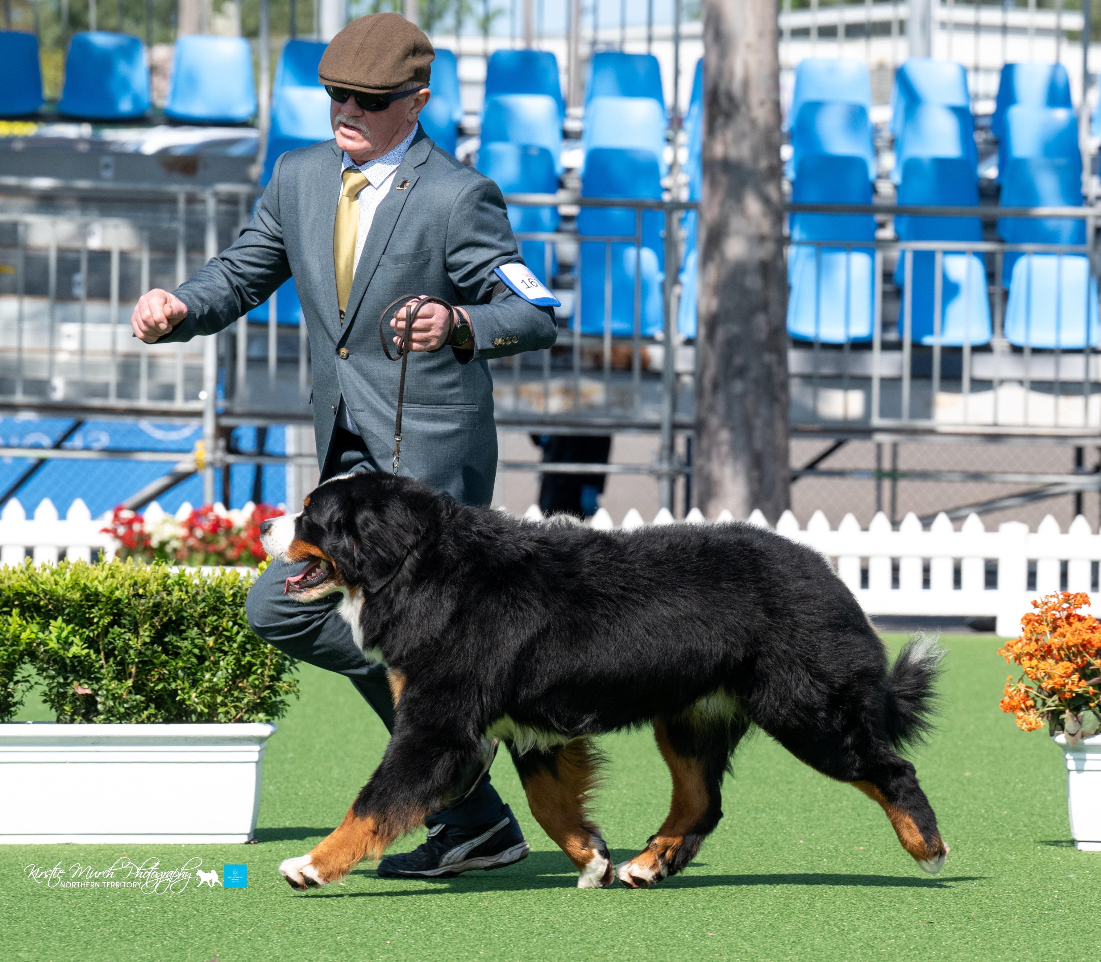 Nimoy Numo vom Ritterburkart (imp Deu) Bernese Mountain Dog - Owned by ...