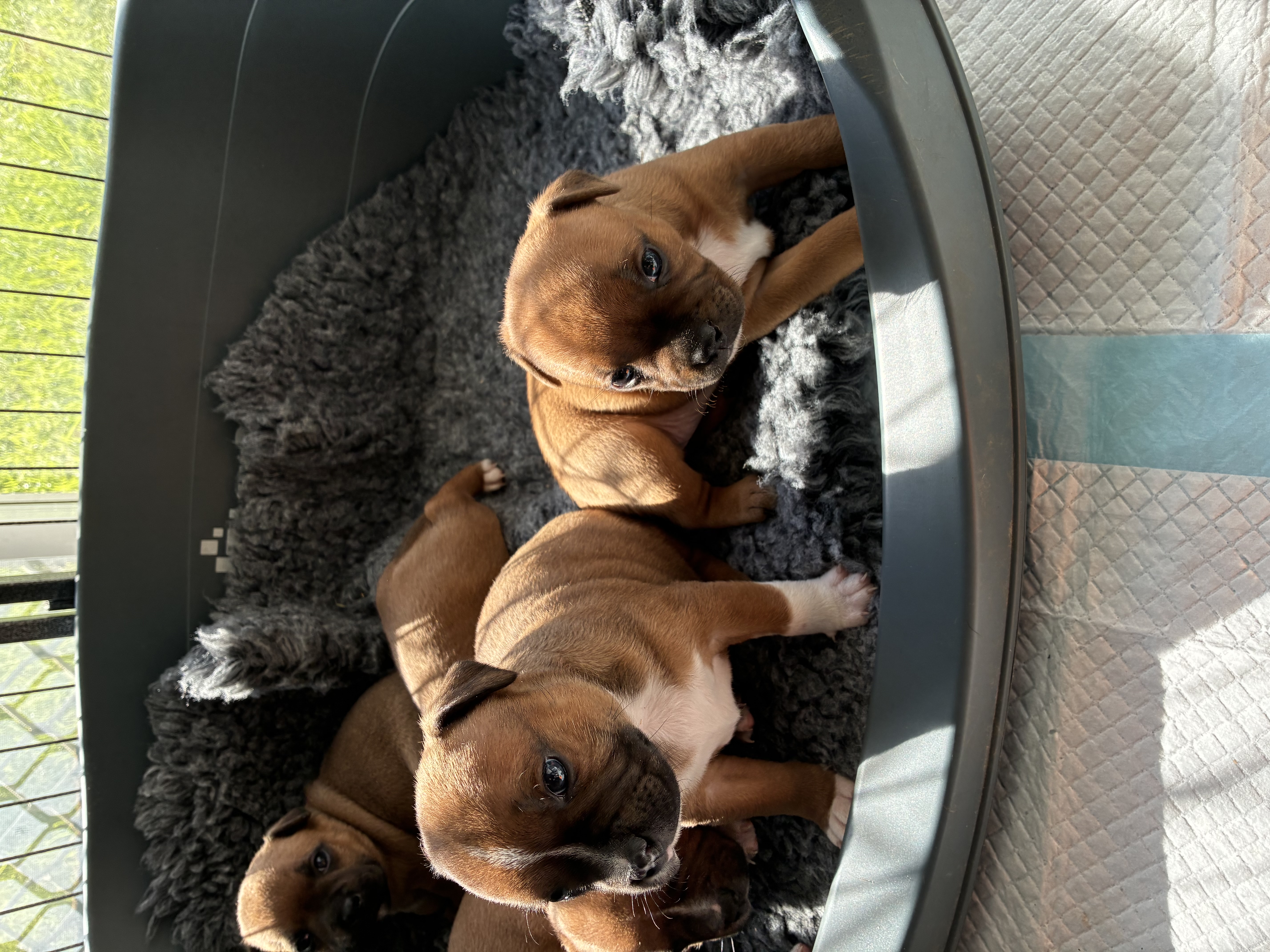 Staffordshire Bull Terrier puppy for sale by KINGY