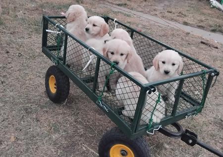 Golden Retriever puppy for sale by MOUNTKAPPE