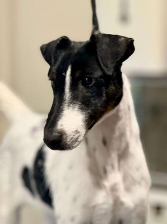 Fox Terrier (Smooth) for sale by RASACHA