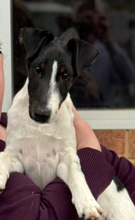 Fox Terrier (Smooth) for sale by RASACHA