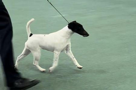 Fox Terrier (Smooth) for sale by RASACHA