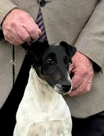 Fox Terrier (Smooth) for sale by RASACHA