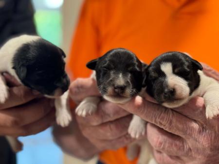 Fox Terrier (Smooth) for sale by RASACHAKENNELS