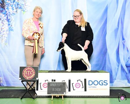 Aust Ch Clayco Out Of This World Fox Terrier (Smooth)