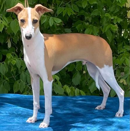 Italian Greyhound puppy for sale by REEVE